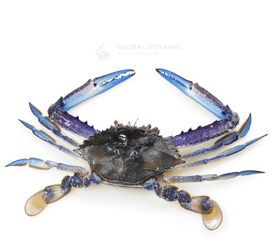 Blue Swimming Crab