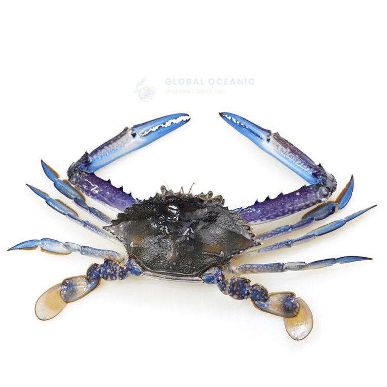 Blue Swimming Crab