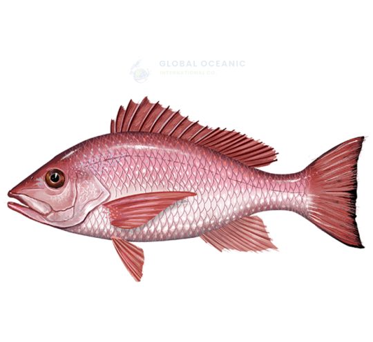 Snapper Red