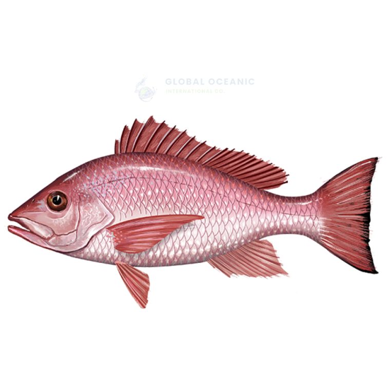 Snapper Red