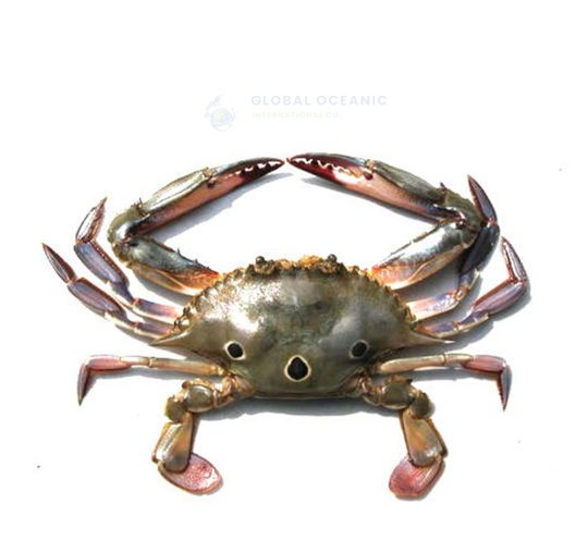 Spotted Crab