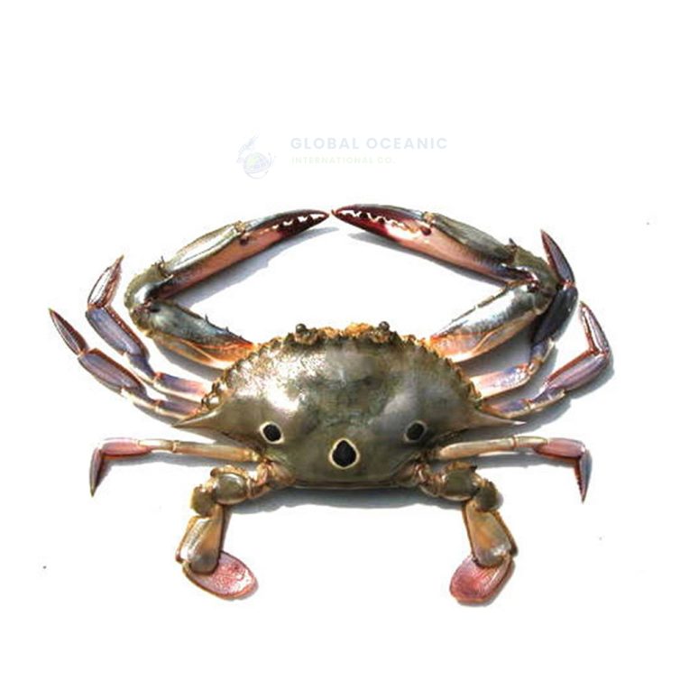 Spotted Crab