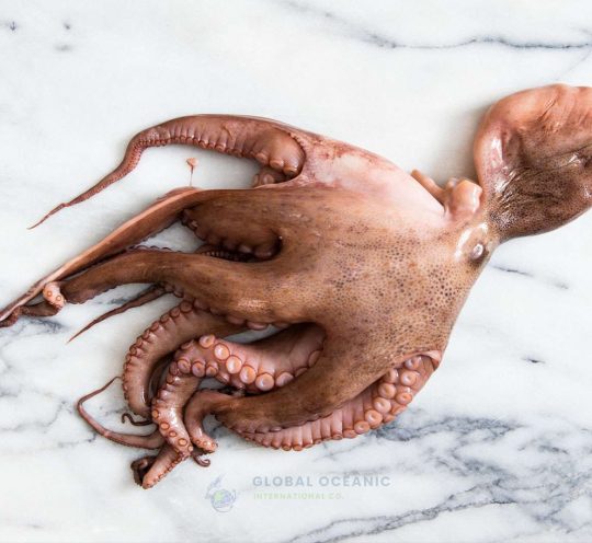 Octopus